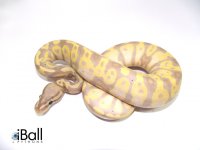 Banana Het Pied Male.jpg