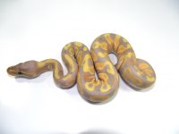 Banana Mojave Male.jpg
