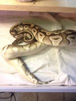 Mojave het Clown M Outback.jpg