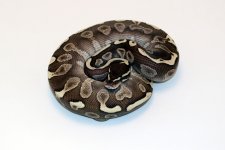 0.1 GHI lesser.jpg