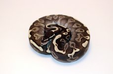 0.1 GHI lesser2.jpg