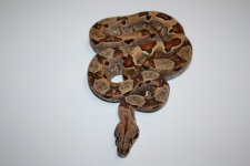 Hypo IMG Het SG m.jpg