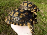 Casablanca Greek Tortoises.jpg