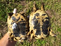 Casablanca Greek Tortoises1.jpg