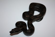 Motley IMG m.jpg