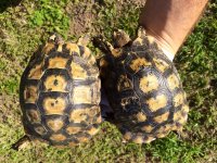 Casablanca Greek Tortoises2.jpg