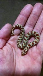 red_conda_het_albino_f.jpg