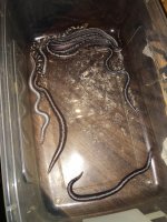 sand boa clutch 2.jpg
