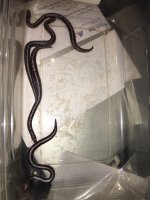 sand boa clutch 3.jpg