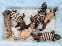 Banded Uromastyx adults1.jpg