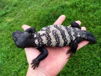 Banded Uromastyx adults2.jpg