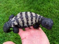 Banded Uromastyx adults3.jpg