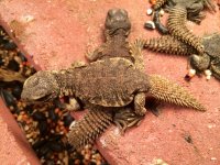 Moroccan Uromastyx Babies.jpg
