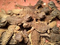 Moroccan Uromastyx Babies1.jpg