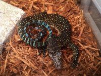 Blue Tail Monitor Baby2.jpg