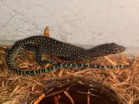 Blue Tail Monitor Baby.jpg