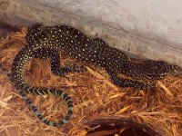 Blue Tail Monitor Baby1.jpg