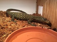 Crocodile Monitor1.jpg
