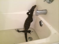 Crocodile Monitor.jpg
