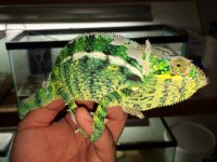 Nosy Be Panther Chameleons1.jpg