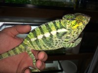 Nosy Be Panther Chameleons.jpg