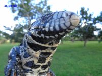 cross male 30inch wte rftip.JPG