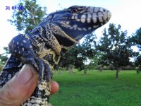 cross male 30inch wte rftipa.JPG