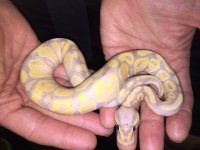 BananaHypo.jpg