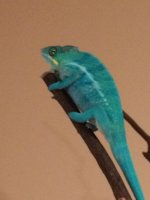 blue.jpg