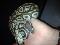 IMG_1724.JPG.jpg