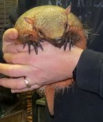 Hairy armadillo 2.jpg Hairy armadillo 2.jpg