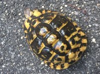IMG_1232.jpg