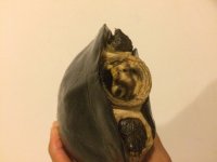 Crassicolis20a.jpg