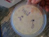 poop lid.jpg