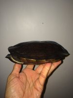 Dentata10a.jpg