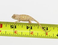 female 1.jpg