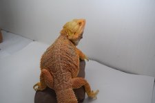 adultmaledoublehet.jpg