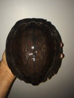 Dentata10b.jpg