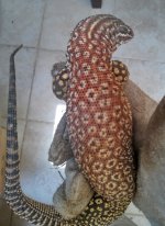 20150302_120238_HDR-1.jpg