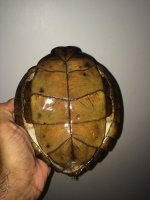 Dentata10c.jpg