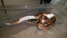 2015 Pied.jpg