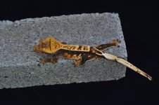 DSC_0301.jpg