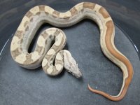Hypo Motley h Ghost 50 h Moonglow M2.jpg