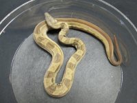 Hypo Motley h Ghost 50 h Moonglow M1.jpg