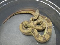 Hypo Motley h Ghost 50 h Moonglow M3.jpg