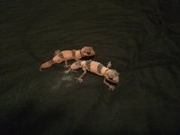 IMG_0912.jpg