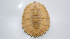 DSC08587.jpg