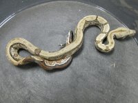 Reverse Stripe 66 h T+ CA F.jpg