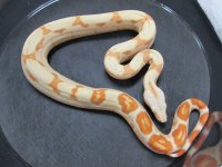 Sunglow M.jpg