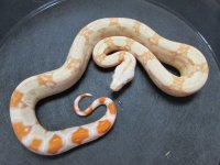 Albino h Kahl Snow M.jpg